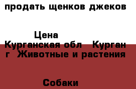 продать щенков джеков › Цена ­ 20 000 - Курганская обл., Курган г. Животные и растения » Собаки   